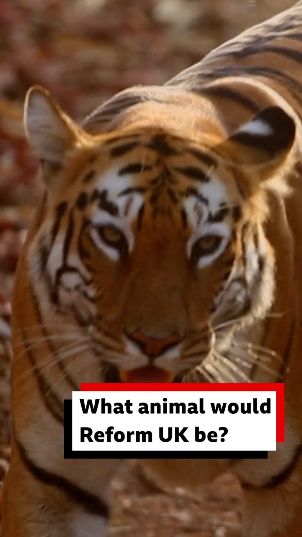 P0m4bdw8.jpg