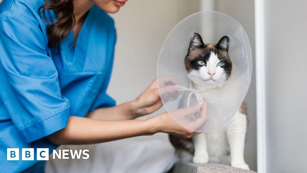 ವೆಟ್ಸ್ ಬೆಲೆಗಳನ್ನು ಪ್ರಕಟಿಸಬೇಕು ಎಂದು ಸ್ಪರ್ಧೆಯ ವಾಚ್‌ಡಾಗ್ ಹೇಳುತ್ತದೆ