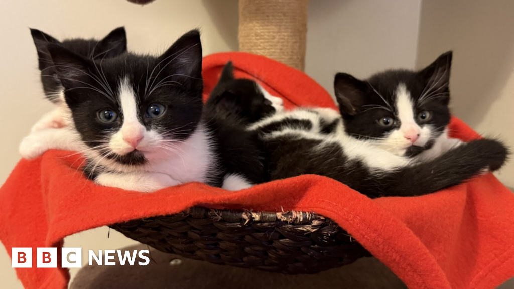 29d363a0 d78f 11f0 8cf3 633e3244a1d2.png